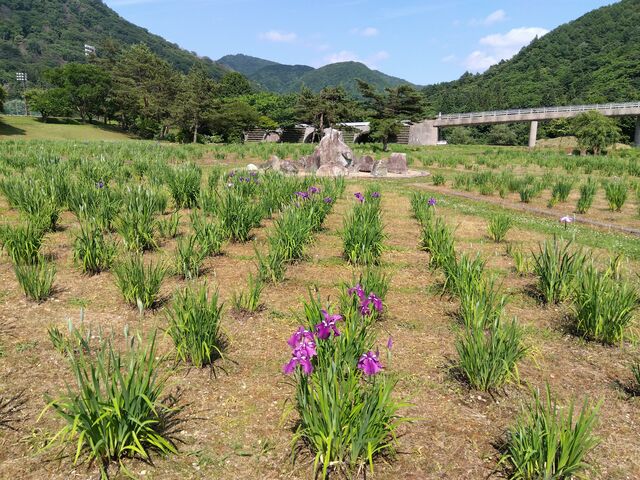 たっちゃんさんの錦秋湖川尻総合公園 あやめ園の投稿写真1
