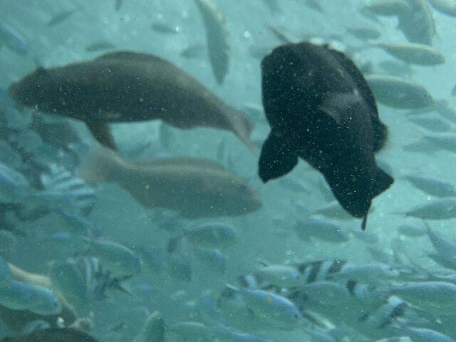 水中で魚が寄ってくる_M'zOcean