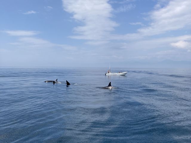 近くまで来てくれました。ビデオで撮ったので、良い写真がありません。_(有)丸は宝来水産ゴジラ岩観光知床半島ラウスクルーズ