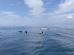 (有)丸は宝来水産ゴジラ岩観光知床半島ラウスクルーズの写真1