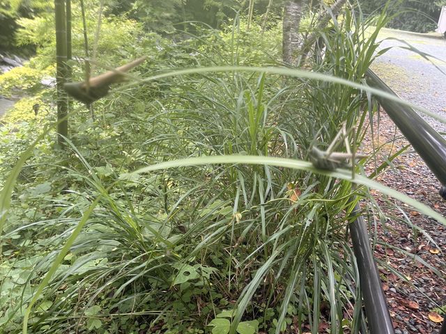 本物かと思ったら、手作りのバッタでした(^.^)_ふれあいの里なめかわ