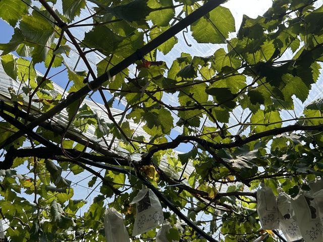 楽しい体験でした_やまと農園