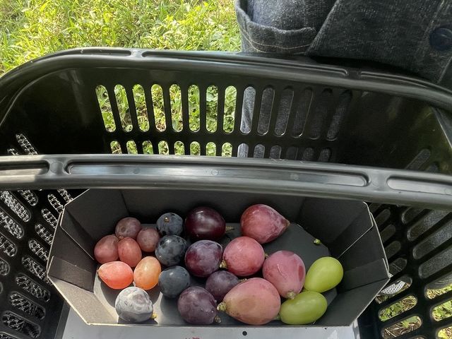 じゃらん予約でいただける試食のぶとう。どれもとても美味しかったです!_あわら温泉フルーツパークOKAYU