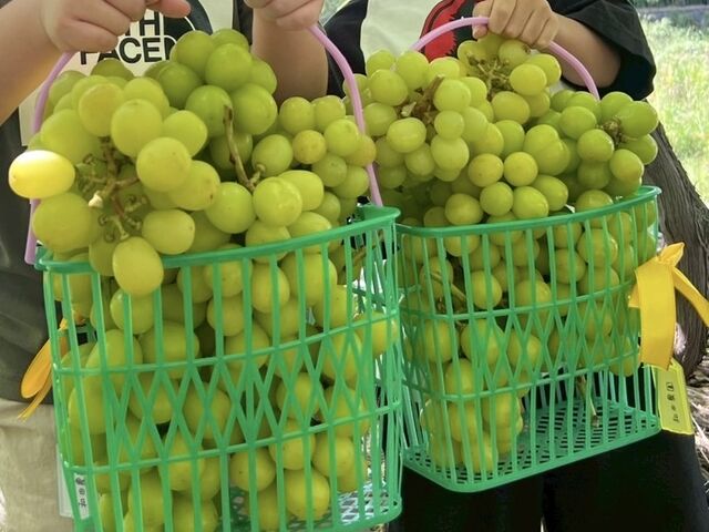 カゴに詰め放題_和田農園