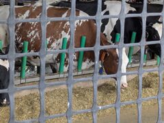 ukonさんの長門牧場への投稿写真2