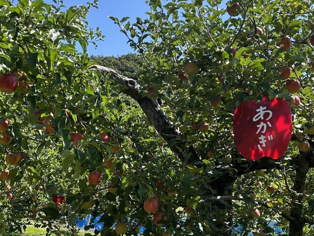 酸味がある「あかぎ」_田村りんご園