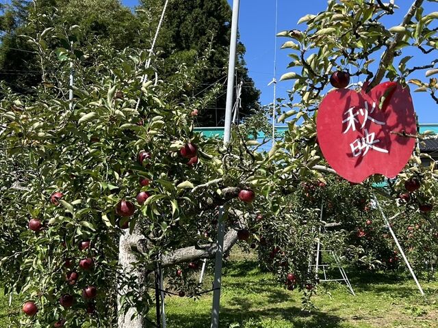 甘みが強い「秋映」_田村りんご園