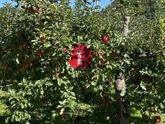 田村りんご園の写真2