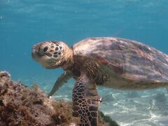 OKIDOKIマリンツアー宮古島の写真1