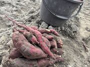 くりーむさんの岡田農園の投稿写真3