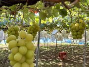 あおさんのトラベルチョイスの投稿写真3