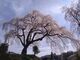 まんさんの笹見平のしだれ桜への投稿写真2