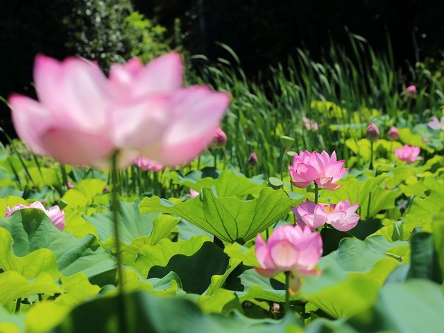 花寺 吉祥寺