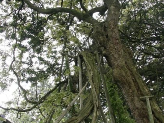 常椿寺の夫婦藤の写真1