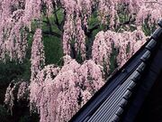 福聚寺の写真1