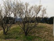 横手古墳群の写真3