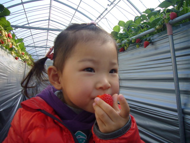 「いちご狩り」30分の食べ放題システム。_小豆島ふるさと村