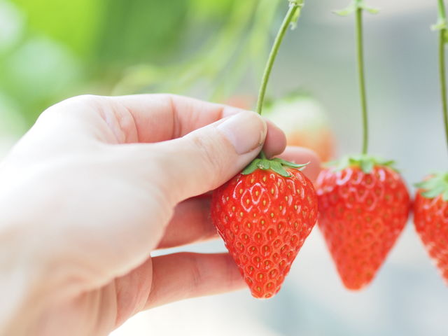 「いちご狩り」概ね12月〜5月開園、香川県オリジナルブランド「さぬき姫」を始め、その他2品種のもぎたての味をご堪能ください。_小豆島ふるさと村