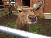 ふるさとの森動物館の写真1