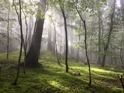 静岡県県民の森の写真2