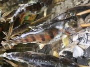 静岡県県民の森の写真3