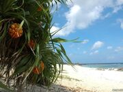 畦プリンスビーチの写真1