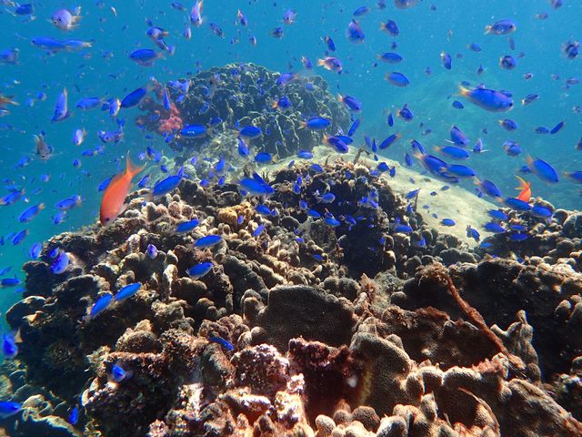 サンゴや色鮮やかな魚たちを展望窓からご覧いただけます。_海洋自然博物館マリンジャム