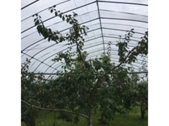 ハウスがあるので雨の日でも楽しめます♪_チェリーハント イン オオクボ