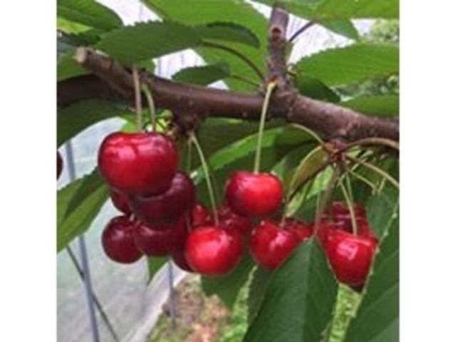 たくさんの種類を食べ比べてみてください!_チェリーハント イン オオクボ