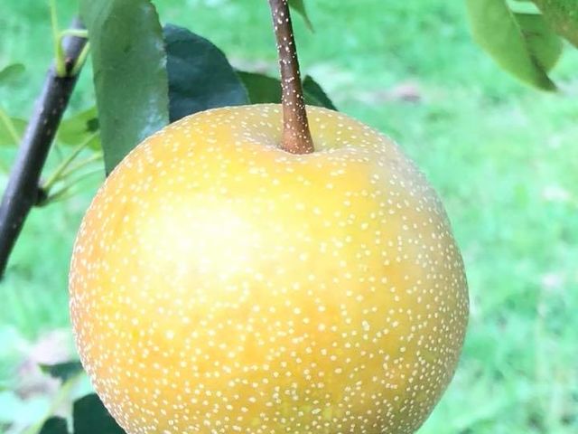 秋の果物なんでも狩りで梨狩り♪_妹尾観光農園