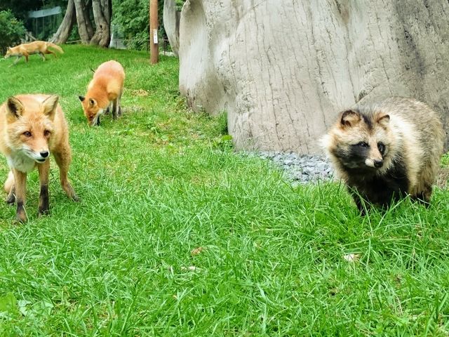 キタキツネとエゾタヌキが同じエリアで生活しているのはここだけです!_北きつね牧場