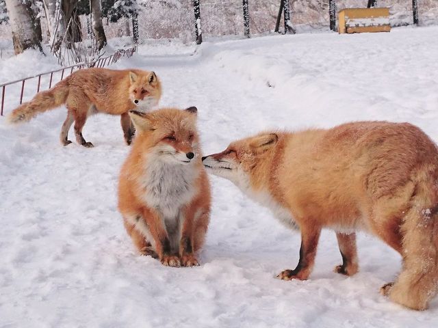 冬はモフモフで可愛さ倍増です_北きつね牧場
