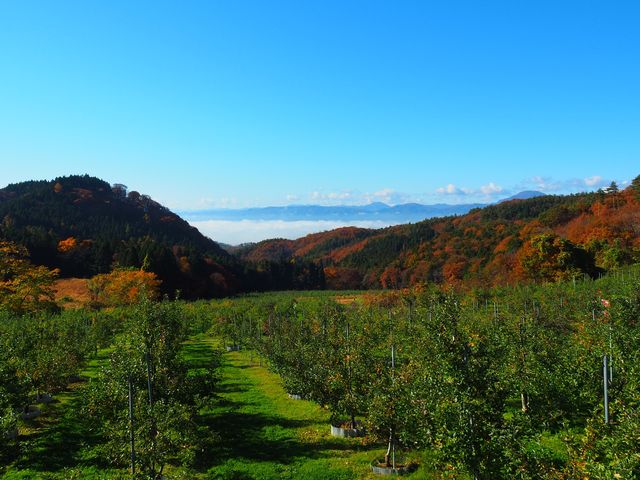 朝島観光りんご園