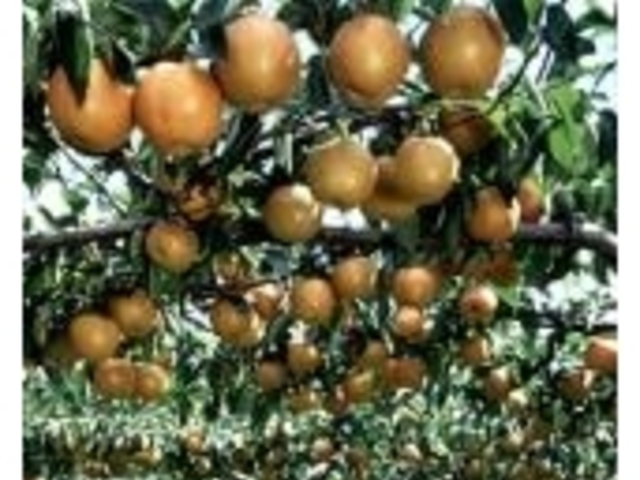 梨・リンゴ狩り(室野井果樹園)の写真1