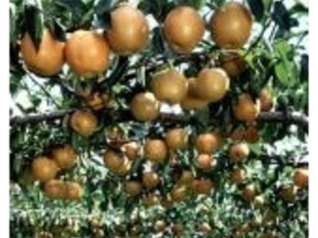 梨狩り(福田青果)の写真1