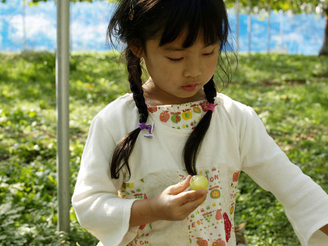 静かな自然の中でぶどう狩り_我妻観光果樹園