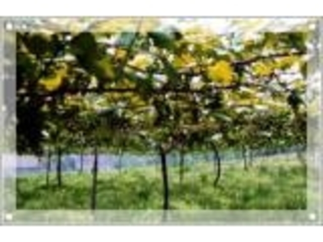 三ケ島狭山湖ぶどう組合の写真1