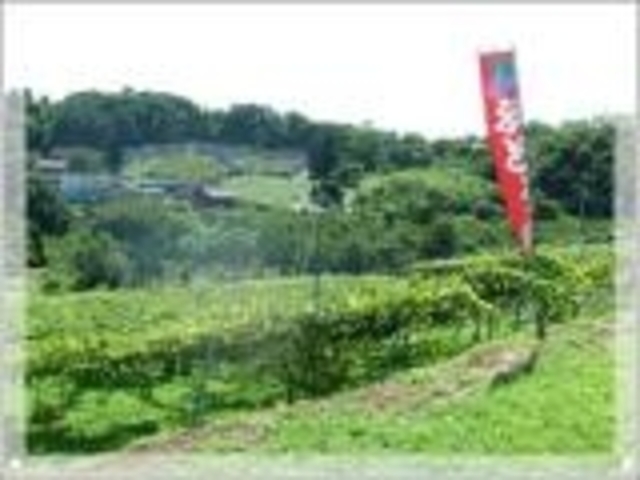 三ケ島ぶどう組合の写真1