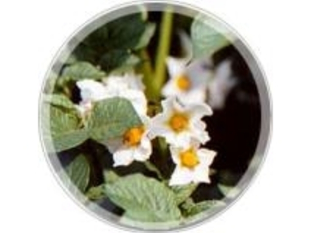 東所沢観光園芸センターの写真1