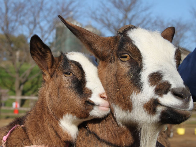 柵や檻の向こうではなく、温もり感じる動物ふれあい体験は、きっと貴重な思い出になるはず!_成田ゆめ牧場