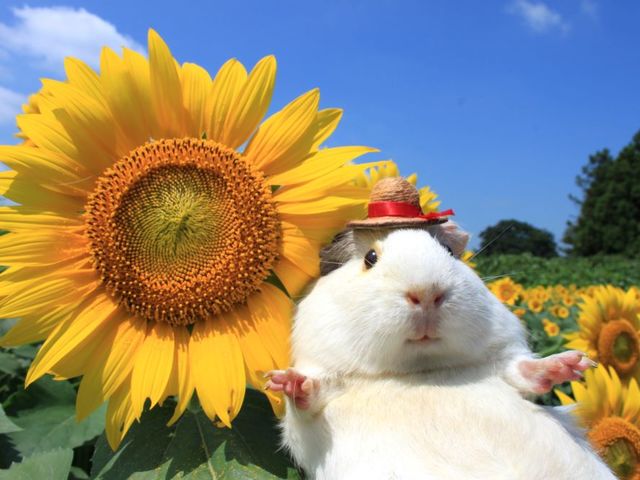 画像はイメージですが、暑さ寒さを気にせず屋内でモルちゃんとのふれあいが楽しめます(料金別途)_成田ゆめ牧場
