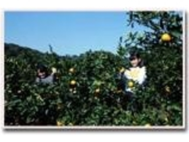 みかん園(武蔵村山市)の写真1
