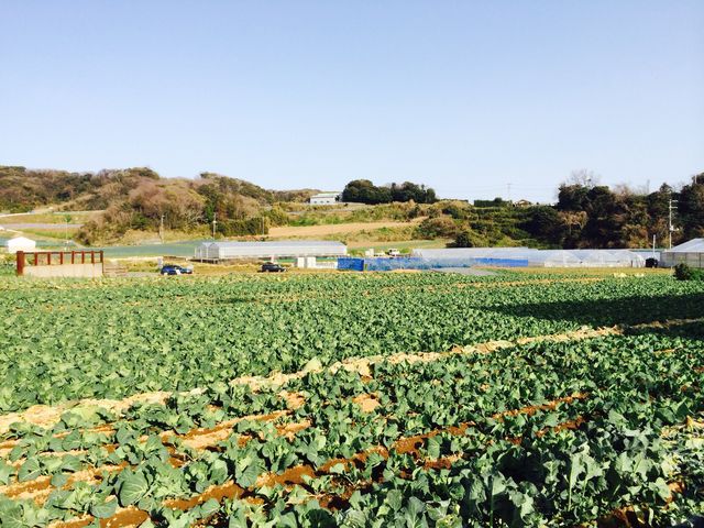 津久井浜観光農園