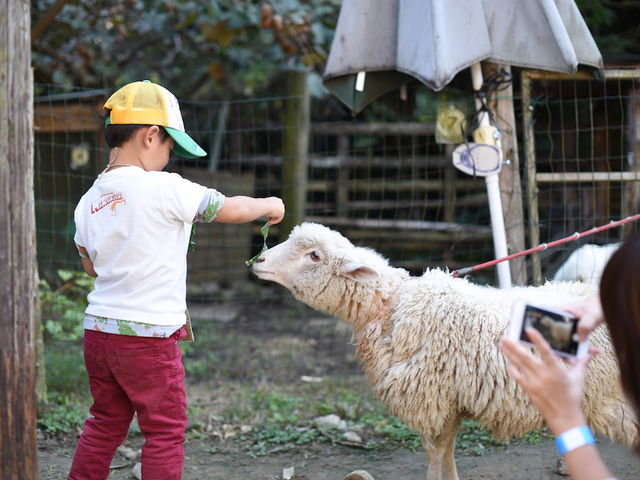 動物とのふれあい_キウイフルーツカントリーJapan