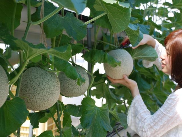 5月〜9月メロン狩り_蒲郡オレンジパーク