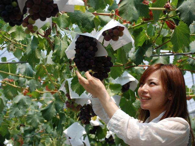 6月下旬〜9月中旬ぶどう狩り_蒲郡オレンジパーク