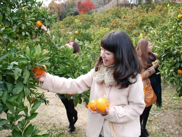 10月〜12月みかん狩り_蒲郡オレンジパーク