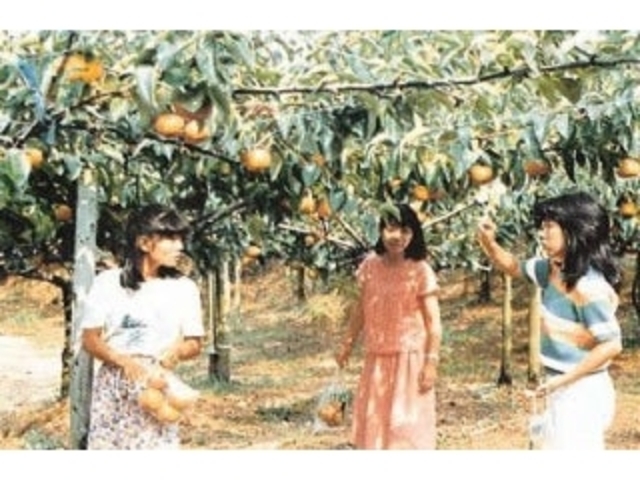 瀬田農園/なし・ぶどう・りんごの写真1