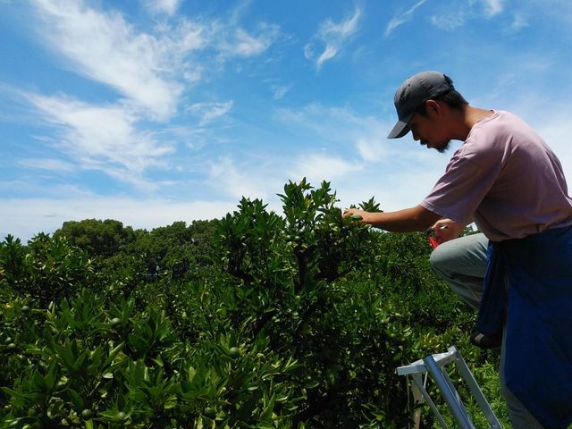 おいしくなる実を選別する摘果作業_小豆島夕陽ヶ丘みかん園