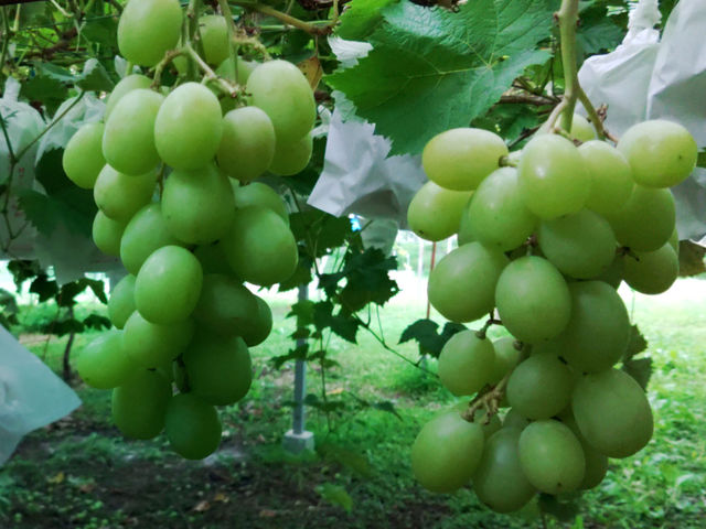 シャインマスカットの熟れ色は黄色です_王さまのぶどう旅行村農園